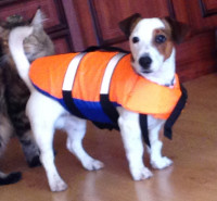 Спасательный жилет для собак (оранжевый) S, M, L
